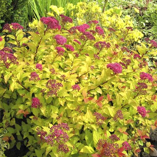 Pelēkā spireja Golden Princess, C3 interface.image 1 interface.art 7730