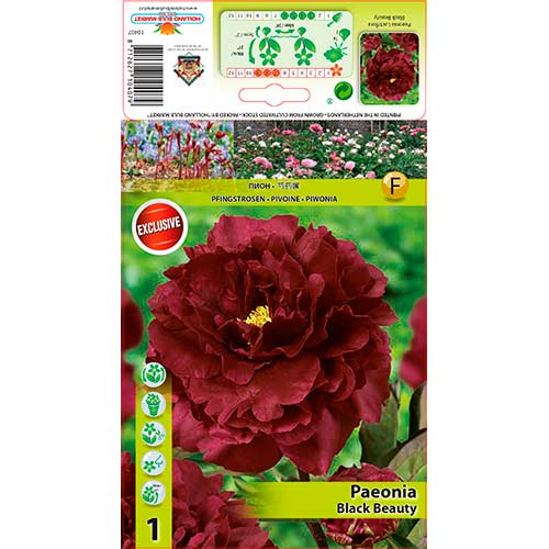 Peonija Black Beauty interface.image 1 interface.art 76335