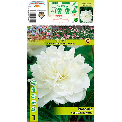 Peonija Festiva Maxima interface.image 1 interface.art 76337