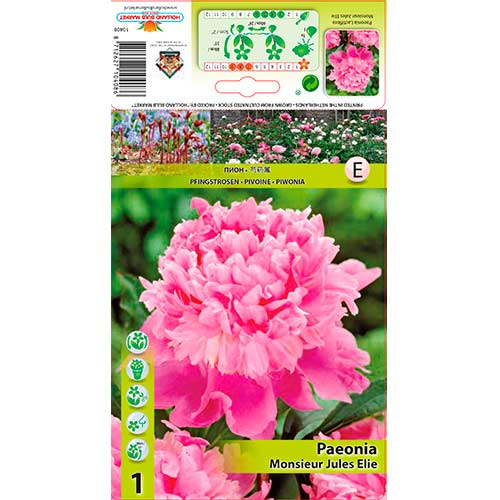 Peonija Monsieur Jules Elie interface.image 1 interface.art 76615