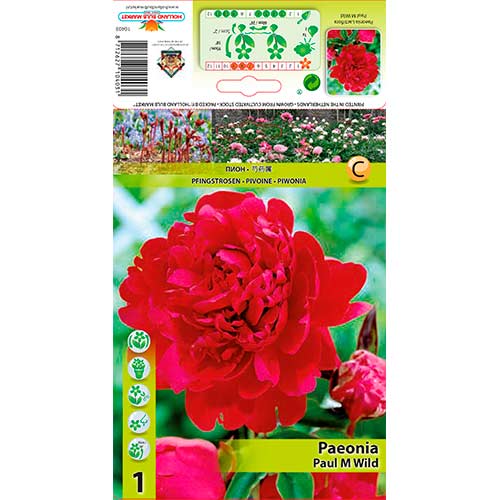 Peonija Paul M Wild interface.image 1 interface.art 76338