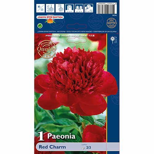 Peonija Red Charm interface.image 1 interface.art 76132