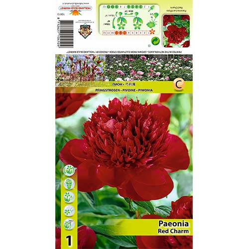 Peonija Red Charm interface.image 1 interface.art 70444