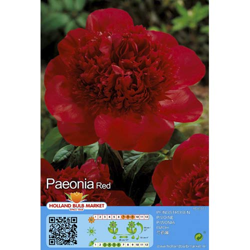 Peonija Red interface.image 1 interface.art 76486
