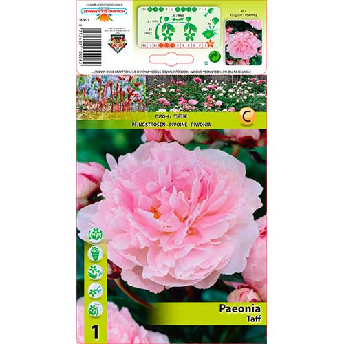 Peonija Taff interface.image 1 interface.art 76341