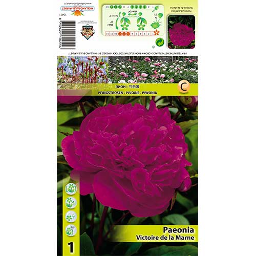 Peonija Victoire de La Marne interface.image 1 interface.art 70445