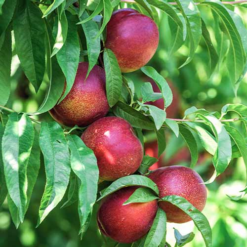 Persiku (columnar) King Part interface.image 1 interface.art 2018