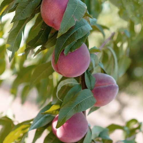 Persiku (columnar) Lolita interface.image 1 interface.art 2019