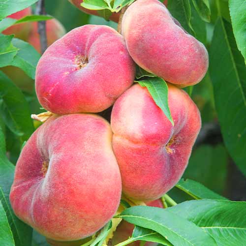 Persiku (columnar) Saturn interface.image 1 interface.art 2020