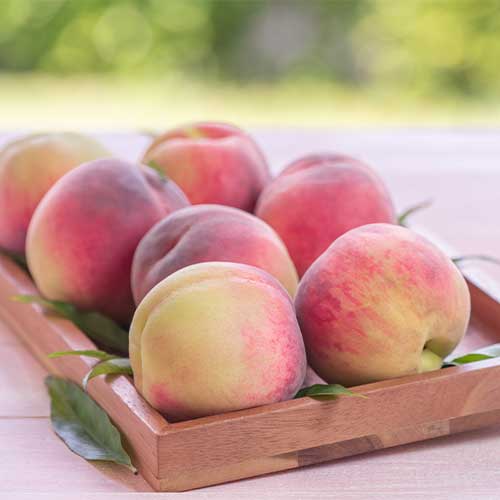 Persiku Haly Gali, С2 interface.image 1 interface.art 7992