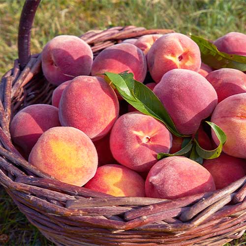 Persiku Kingpart, С2 interface.image 1 interface.art 7991