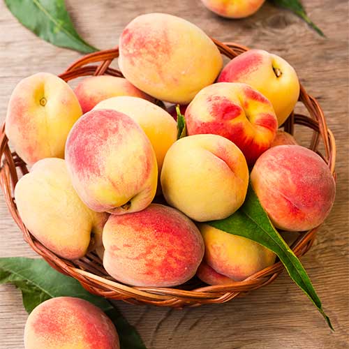 Persiku Lolita, C2 interface.image 1 interface.art 9677