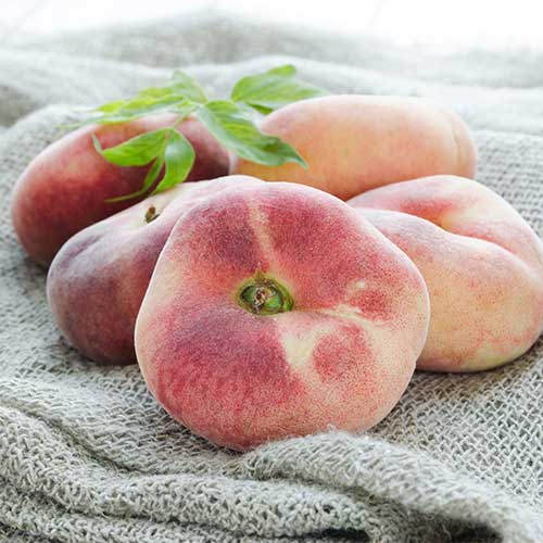 Persiku Saturn interface.image 1 interface.art 5672