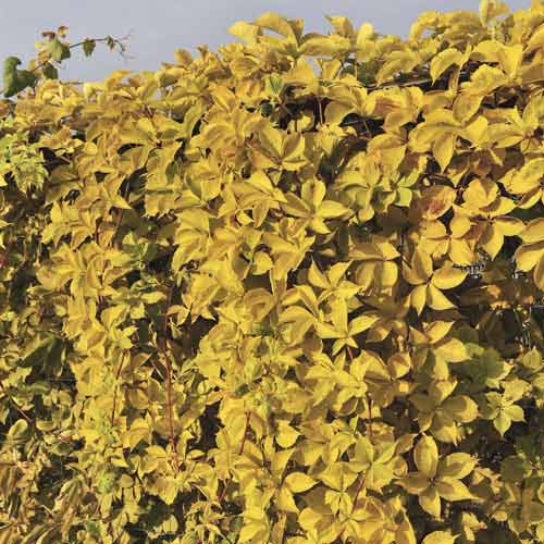 Pieclapu vīnogulājs Parthenocissus Quinquefolia Yellow Wall PBR, С2 interface.image 1 interface.art 8233