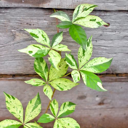 Pieclapu vīnogulājs Parthenocissus Star Showers, P9 interface.image 1 interface.art 5866