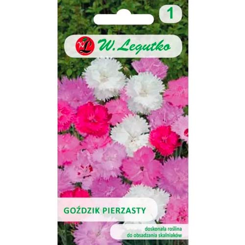 Pinnate neļķes, maisījums Legutko interface.image 1 interface.art 50102