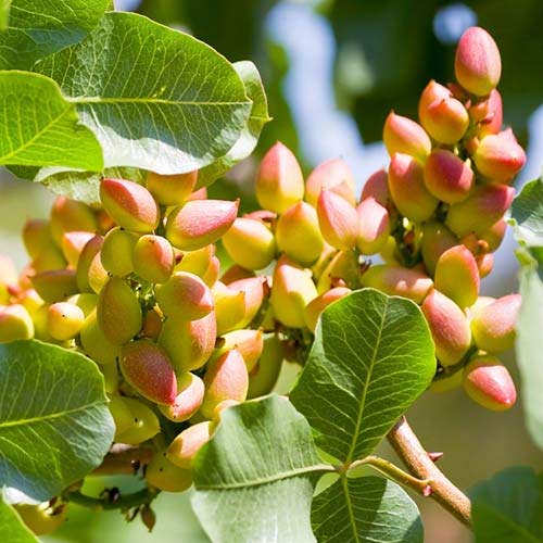 Pistācija Pontekes, С2 interface.image 1 interface.art 6942