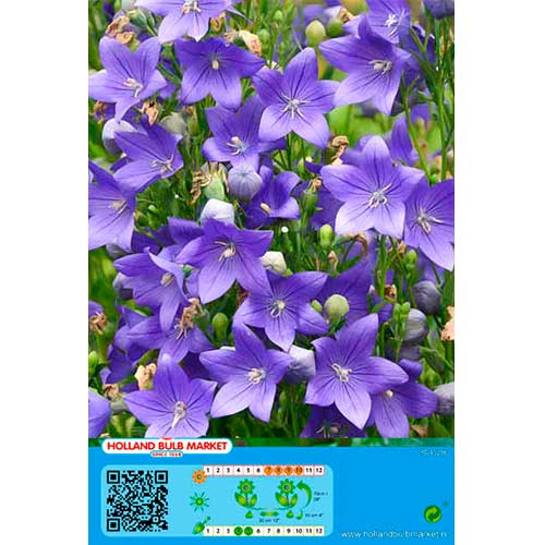 Platpulkstenīte Blue interface.image 1 interface.art 76497