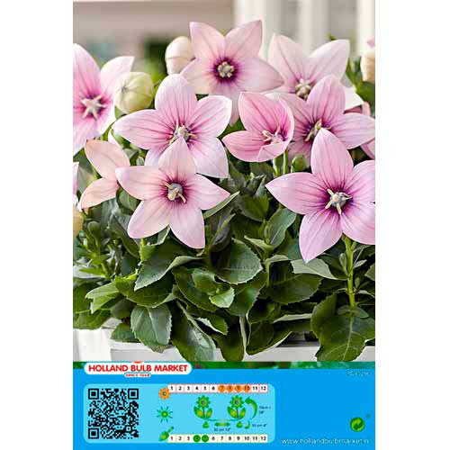 Platpulkstenīte Pink interface.image 1 interface.art 76498