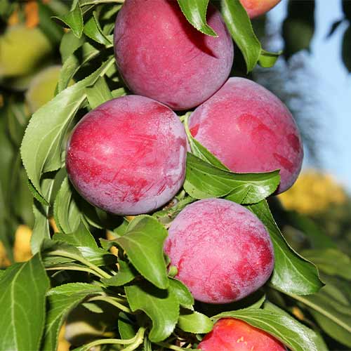 Plūme (columnar) Red Lure interface.image 1 interface.art 2022