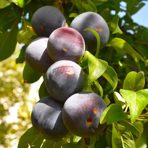 Plūme (columnar) Sonic Lady interface.image 1 interface.art 2023