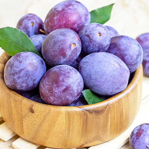 Plūme Stanley, С2 interface.image 1 interface.art 4314