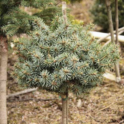 Priede Blue Ball, C4 interface.image 1 interface.art 8250