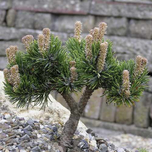 Priede Himalaya Jacobsen, C4 interface.image 1 interface.art 8251