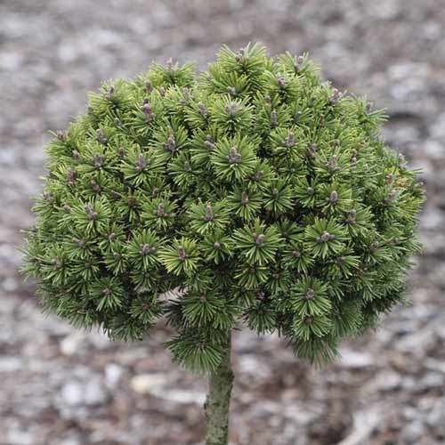 Priede Himalaya Minikin, C5 interface.image 1 interface.art 8252