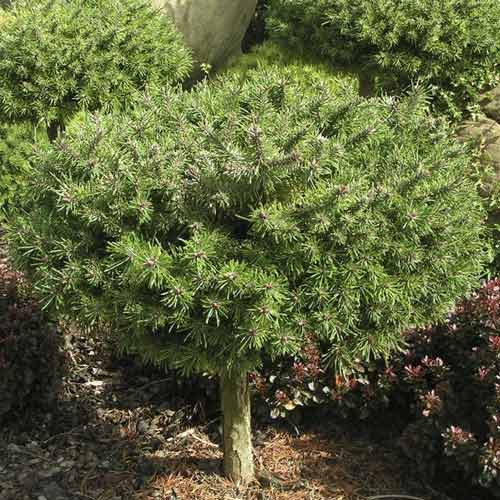 Priede Himalaya Paradekissen, C4 interface.image 1 interface.art 8253