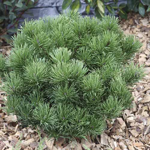 Priede Himalaya Pumillio, C2 interface.image 1 interface.art 7748