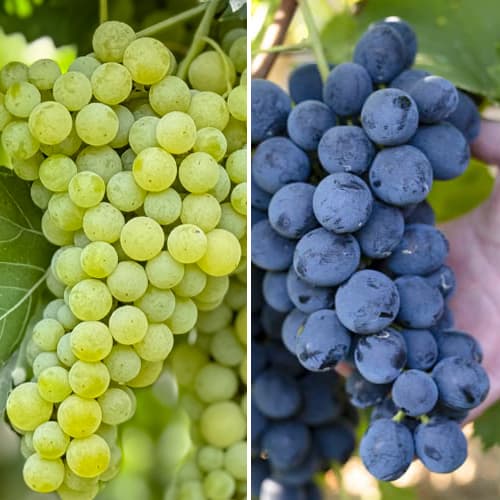 Promo Set! Īpaši aukstumizturīgu vīnogu komplekts, 2 stādu komplekts interface.image 1 interface.art 6167