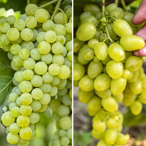 Promo Set! Ļoti agrīnas vīnogas, 2 stādu komplekts interface.image 1 interface.art 6168