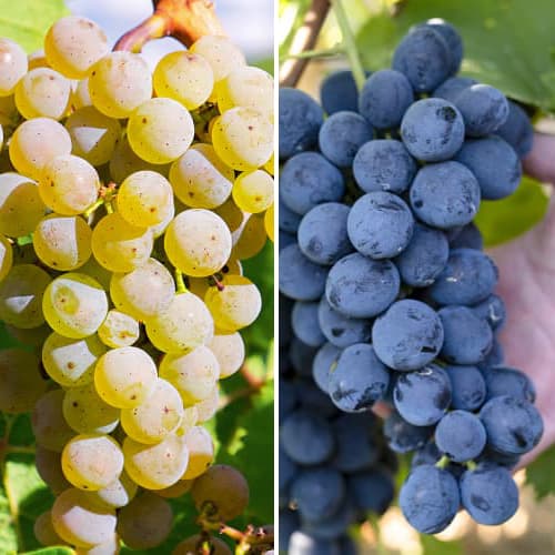 Promo Set! Vīnogas Maxi, 2 stādu komplekts interface.image 1 interface.art 6165