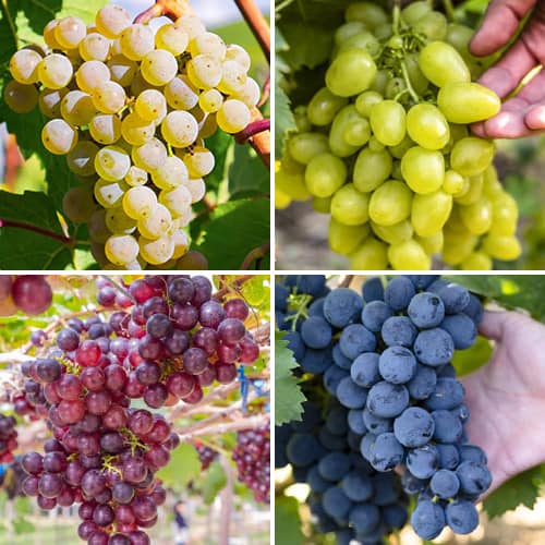 Promo Set! Vīnogu sorbets, 4 stādu komplekts interface.image 1 interface.art 6166