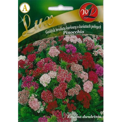 Punduris bārdainais neļķe ar pilnu ziedu Pinocchio maisījums interface.image 1 interface.art 86762