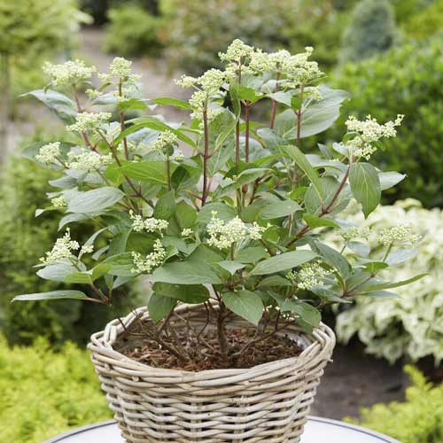 Pušķu hortenzijas Early Harry PBR, С3 interface.image 1 interface.art 8542