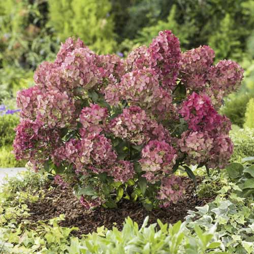 Pušķu hortenzijas Great star ®, С4.5 interface.image 1 interface.art 7720