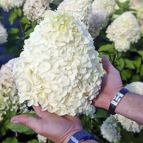 Pušķu hortenzijas Hercules PBR, С2 interface.image 1 interface.art 8221