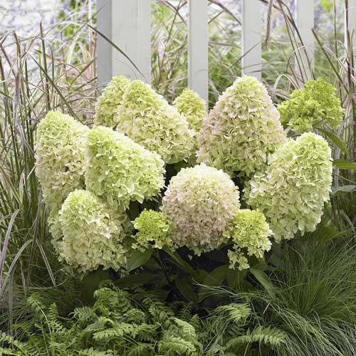 Pušķu hortenzijas Little Fresco PBR, С2 interface.image 1 interface.art 8223