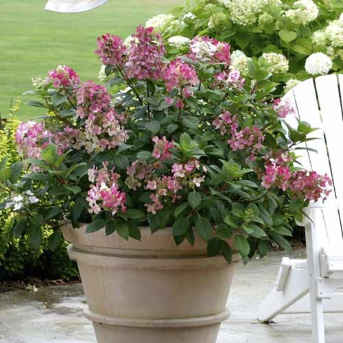 Pušķu hortenzijas Little Quick Fire PBR, С3 interface.image 1 interface.art 8544