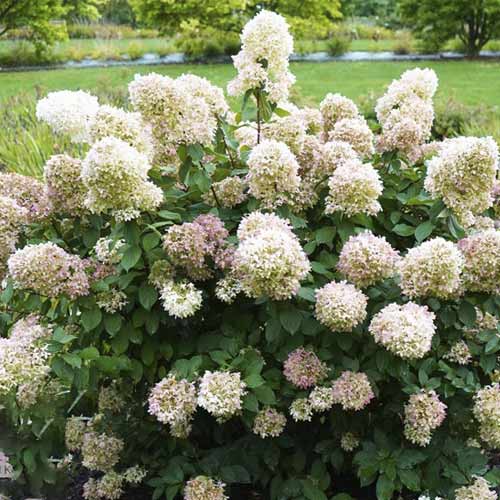 Pušķu hortenzijas Magical Candle PBR, С3 interface.image 1 interface.art 8545