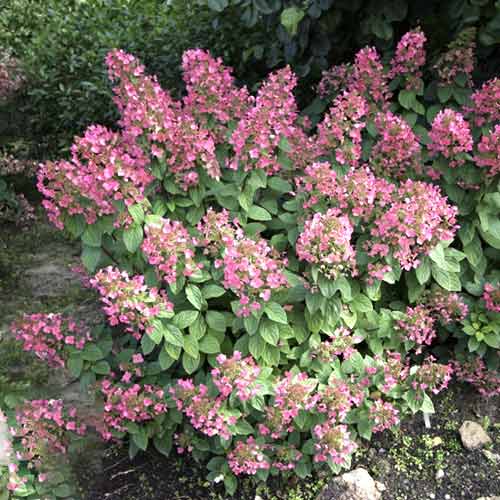 Pušķu hortenzijas Magical Fire PBR, С3 interface.image 1 interface.art 8546