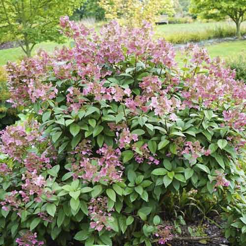 Pušķu hortenzijas Magical Flame PBR, С3 interface.image 1 interface.art 8547