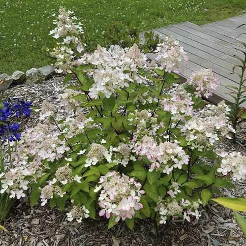 Pušķu hortenzijas Pastelgreen ®, С4.5 interface.image 1 interface.art 7721