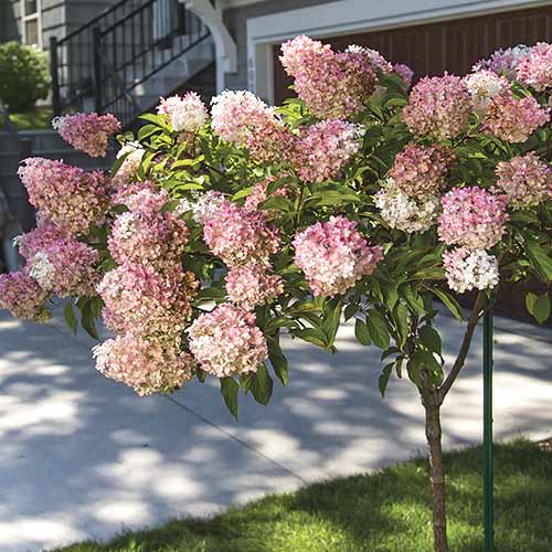 Pušķu hortenzijas Pink Queen, С7.5 interface.image 1 interface.art 7708