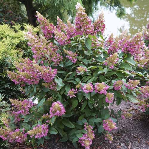 Pušķu hortenzijas Pinky Winky ® PBR, С7.5 interface.image 1 interface.art 8548