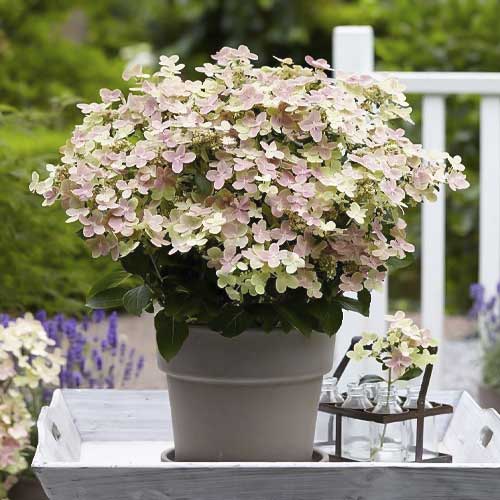 Pušķu hortenzijas Polestar PBR, С2 interface.image 1 interface.art 8226