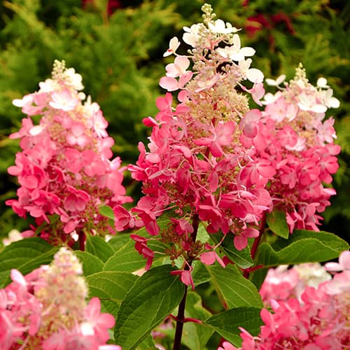 Pušķu hortenzijas Red Star interface.image 1 interface.art 5647