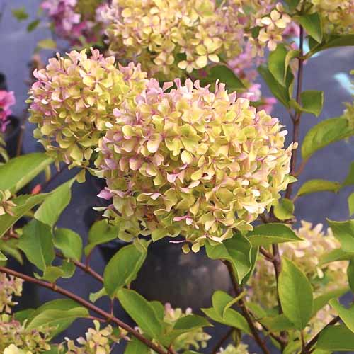 Pušķu hortenzijas Romantic ace ®, С4.5 interface.image 1 interface.art 7723